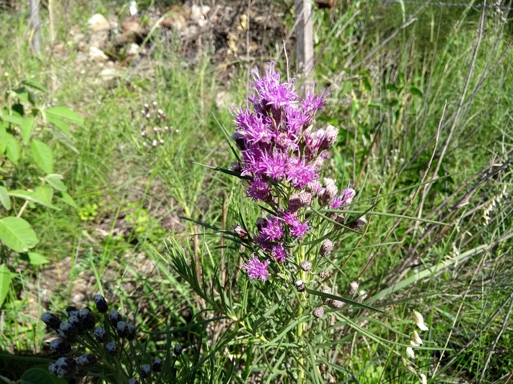 The chemistry of Vernonanthura nudiflora (Less.) H. Rob. flowers and its antimicrobial activities